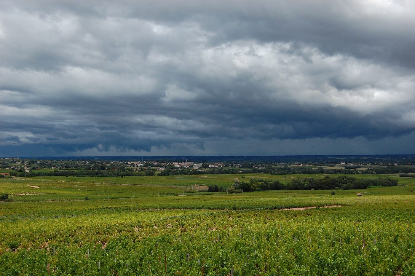 Coteaux et rangs de vignes du Beaujolais sous un ciel dégagé